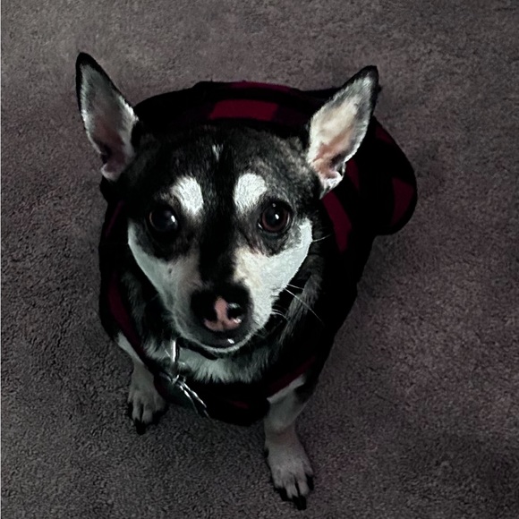 Meet your Posher, Cindy - Picture 1 of 1